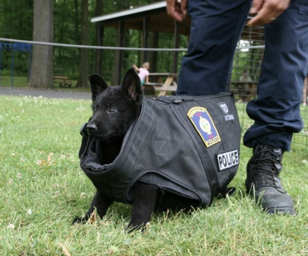 police puppy suited up in a bulletproof vest too big for him